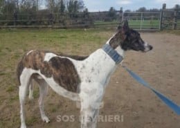 Quinn - Greyhound