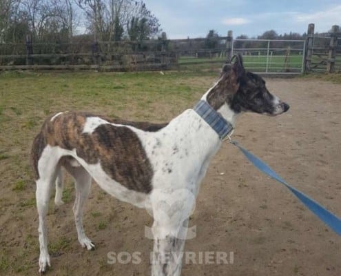 Quinn - Greyhound