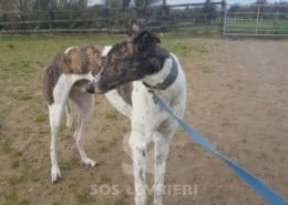 Quinn - Greyhound