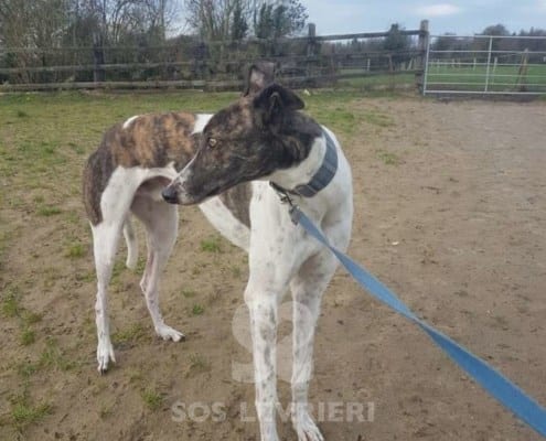 Quinn - Greyhound