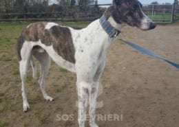 Quinn - Greyhound