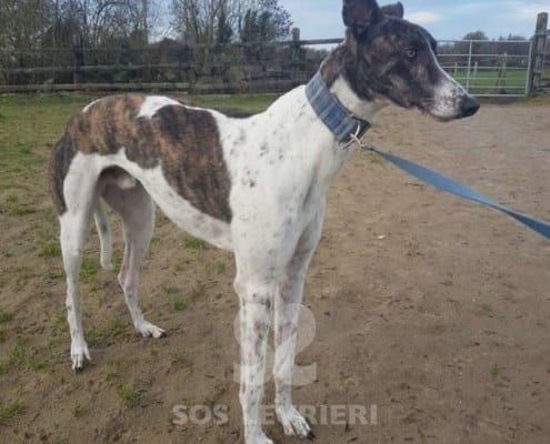 Quinn - Greyhound