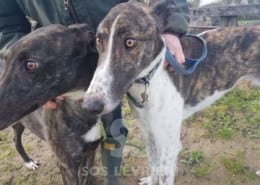Quinn - Greyhound