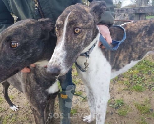 Quinn - Greyhound