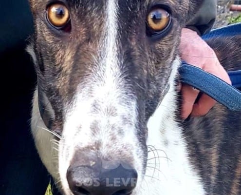 Quinn - Greyhound