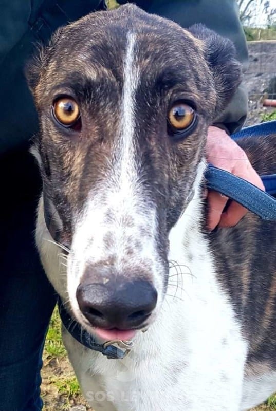 Quinn - Greyhound