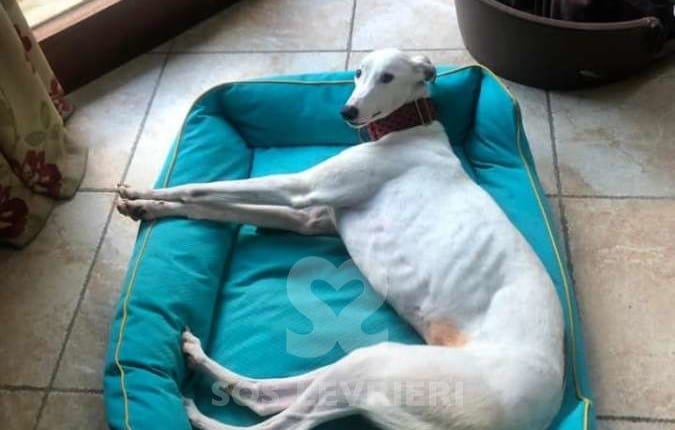 Alice - Greyhound