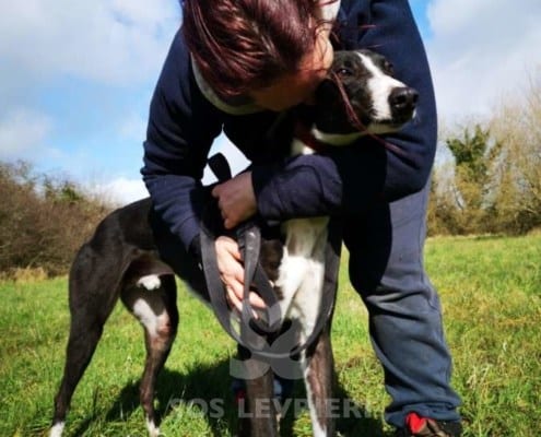 Bentley - Greyhound