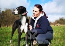 Bentley - Greyhound
