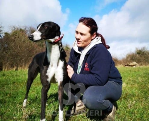 Bentley - Greyhound