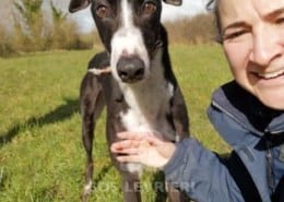 Bentley - Greyhound