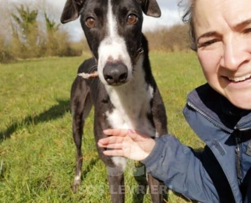 Bentley - Greyhound
