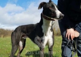 Bentley - Greyhound