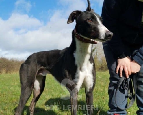 Bentley - Greyhound