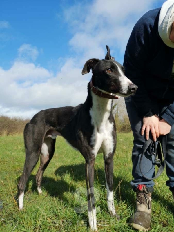 Bentley - Greyhound