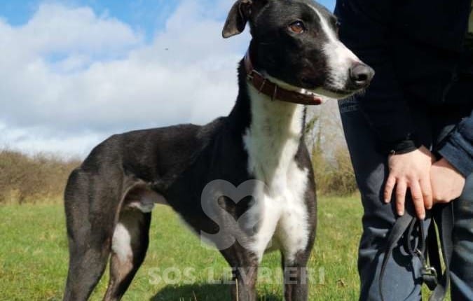 Bentley - Greyhound