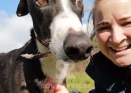 Bentley - Greyhound