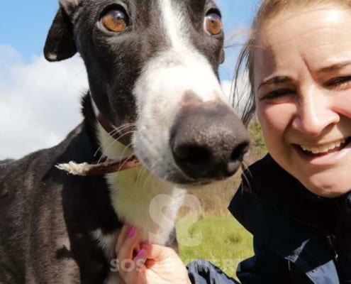 Bentley - Greyhound