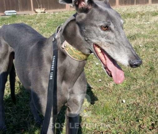 Brad - Greyhound