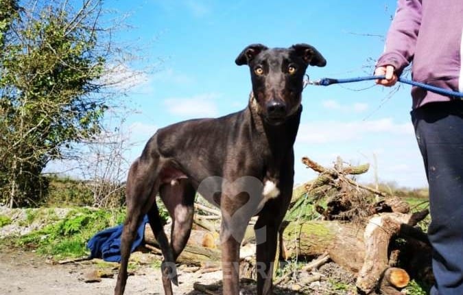 Carlos - Greyhound