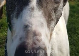 Clarke - Greyhound