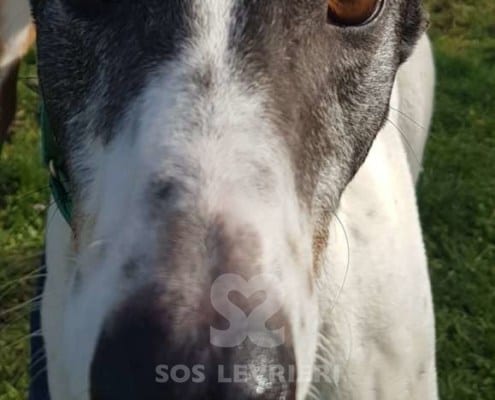 Clarke - Greyhound