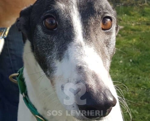 Clarke - Greyhound