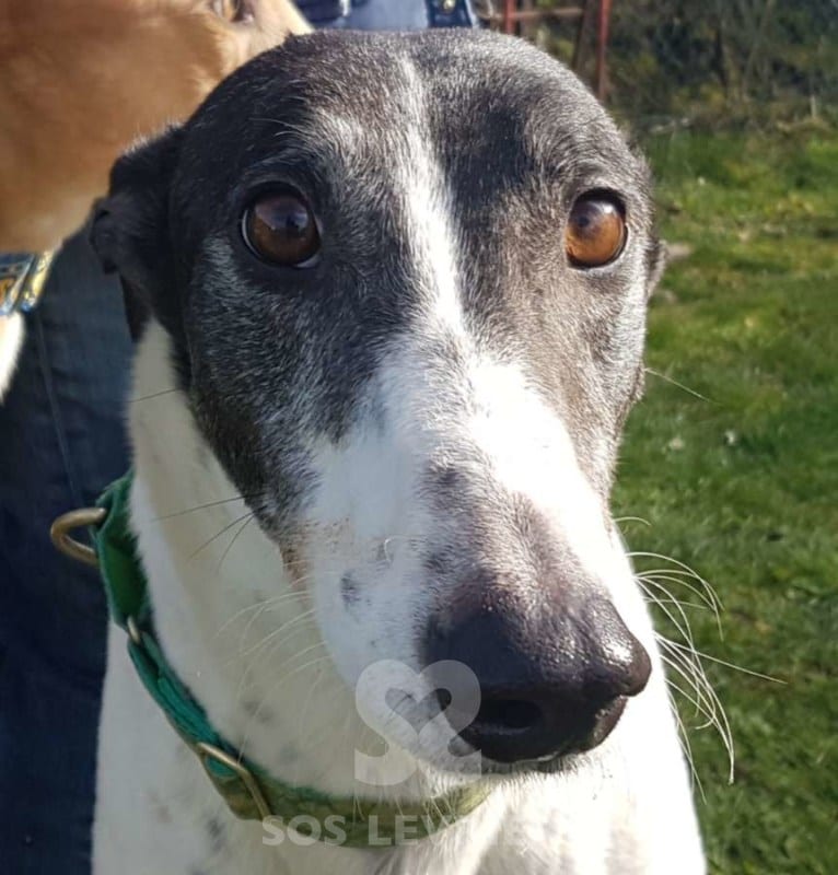 Clarke - Greyhound