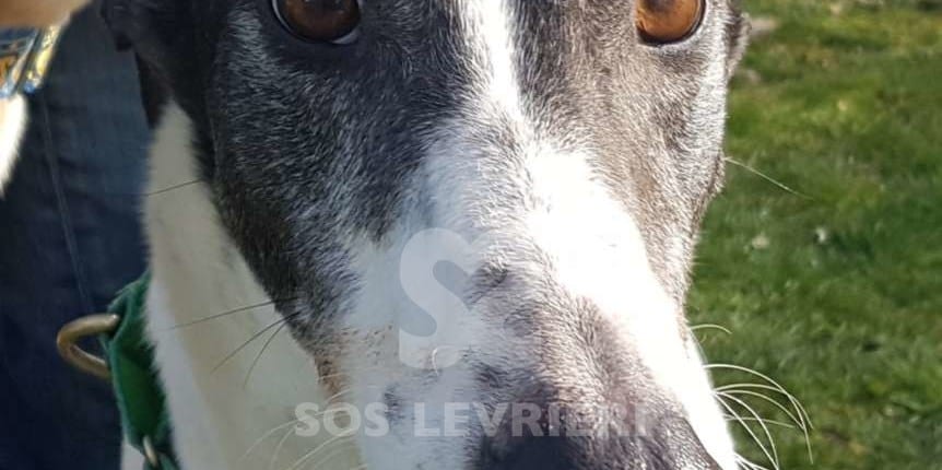 Clarke - Greyhound