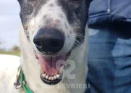 Clarke - Greyhound
