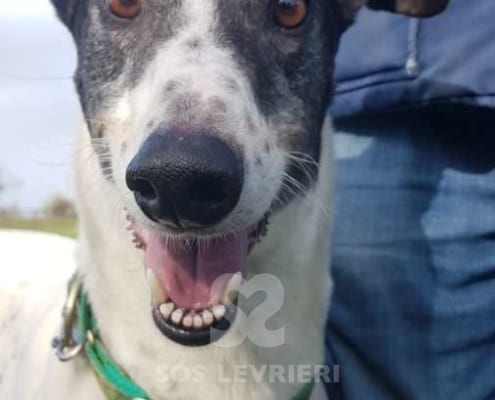 Clarke - Greyhound