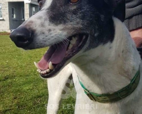 Clarke - Greyhound
