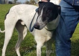 Clarke - Greyhound