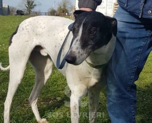 Clarke - Greyhound