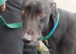 Conn - Greyhound