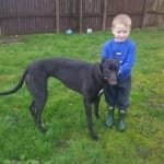 Destiny - Greyhound