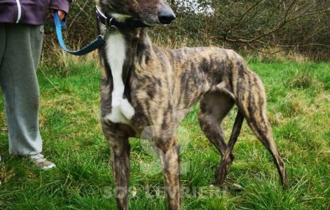 Gina - Greyhound