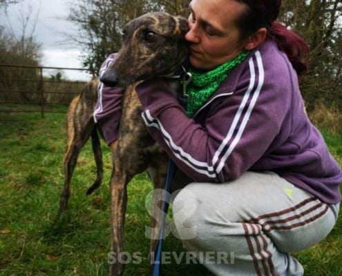 Gina - Greyhound