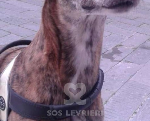 Jagher - Greyhound