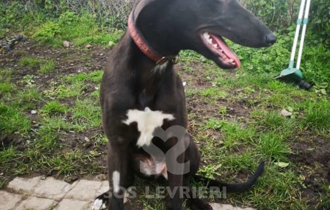Kevin - Greyhound