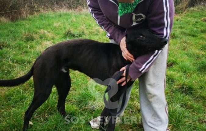 Scott - Greyhound