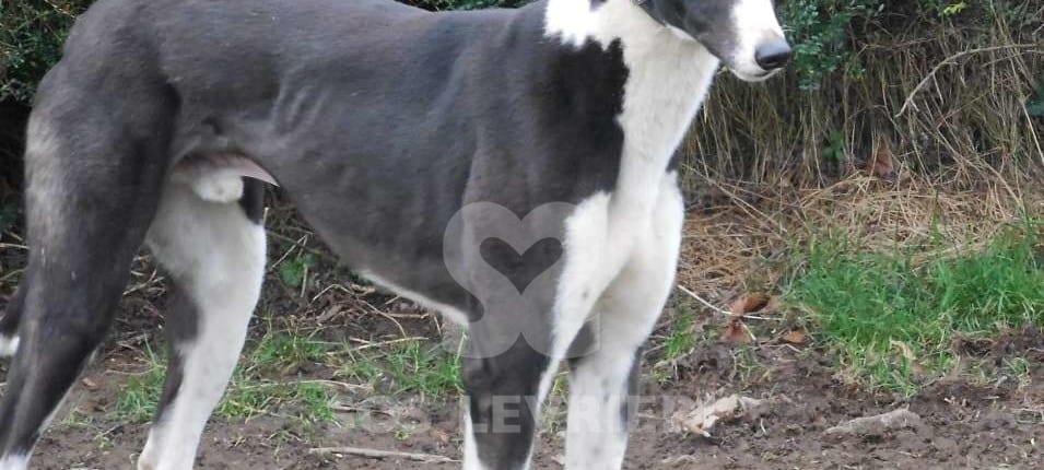 Tommy - Greyhound