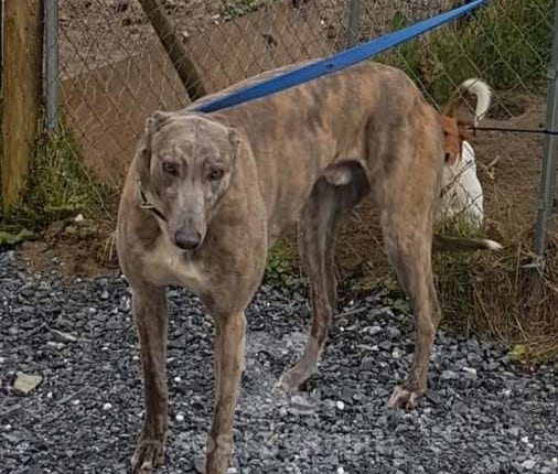 Dusty - Greyhound