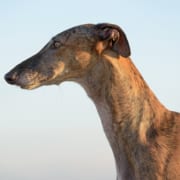 Arrivo Galgo e Greyhound – 29 Giugno 2019