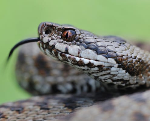 Morso di vipera