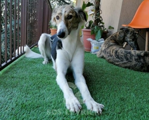 Freddy Saluki