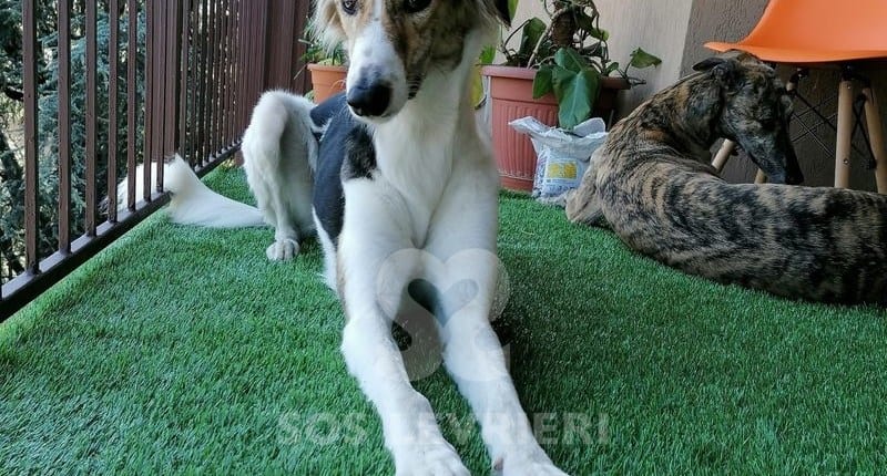 Freddy Saluki