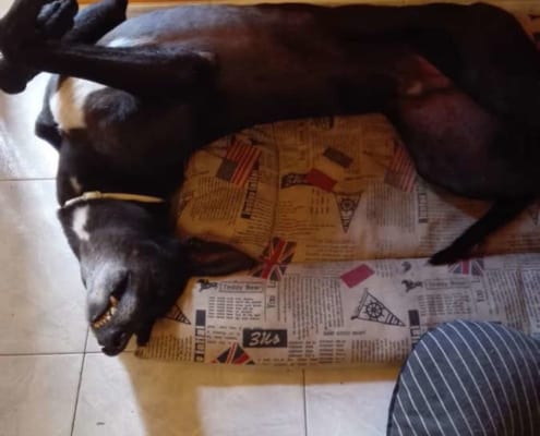 Bolt Greyhound nato per vivere