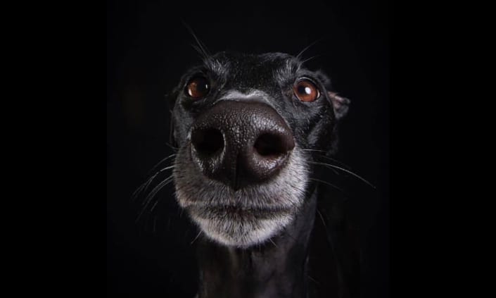 Sindrome del cane nero Sindrome del cane nero
