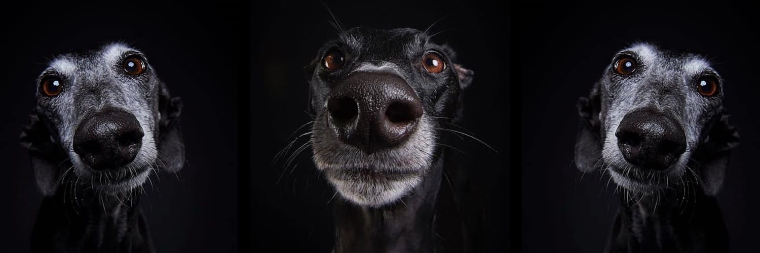 SOS Levrieri - Sindrome del cane nero